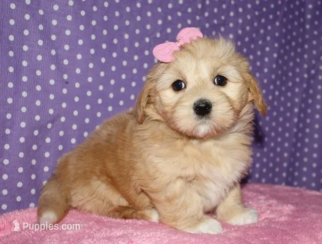 Regan - Havaton – Havaton puppy for sale in Lyons, NE