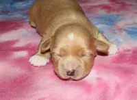 Regan - Havaton, a male Havaton for sale in Lyons, NE – Photo 5 of 8