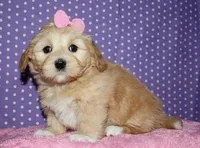 Regan - Havaton, a male Havaton for sale in Lyons, NE – Photo 2 of 8