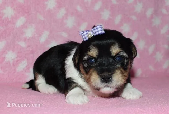 Onika - Havaton – Havaton puppy for sale in Lyons, NE