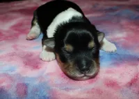 Onika - Havaton, a female Havaton for sale in Lyons, NE – Photo 1 of 4