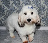 Wrenley, a female Coton de Tulear for sale in Lyons, NE – Photo 5 of 8