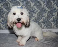 Wrenley, a female Coton de Tulear for sale in Lyons, NE – Photo 8 of 8