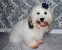 Wrenley, a female Coton de Tulear for sale in Lyons, NE – Photo 2 of 8