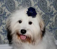 Wrenley, a female Coton de Tulear for sale in Lyons, NE – Photo 3 of 8