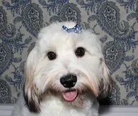 Wrenley, a female Coton de Tulear for sale in Lyons, NE – Photo 6 of 8