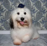 Wrenley, a female Coton de Tulear for sale in Lyons, NE – Photo 1 of 8