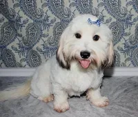 Wrenley, a female Coton de Tulear for sale in Lyons, NE – Photo 7 of 8