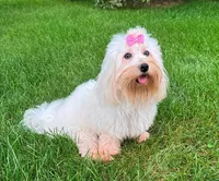 Jicca, a female Coton de Tulear for sale in Lyons, NE – Photo 6 of 7
