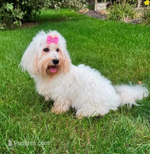 Jicca, a female Coton de Tulear for sale in Lyons, NE – Photo 1 of 7