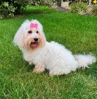 Jicca, a female Coton de Tulear for sale in Lyons, NE – Photo 1 of 7
