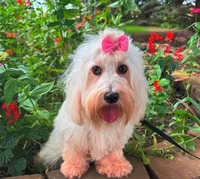 Jicca, a female Coton de Tulear for sale in Lyons, NE – Photo 2 of 7