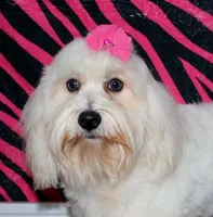 Jicca, a female Coton de Tulear for sale in Lyons, NE – Photo 5 of 7