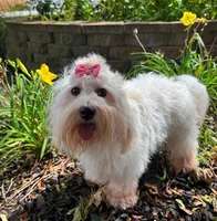 Jicca, a female Coton de Tulear for sale in Lyons, NE – Photo 3 of 7