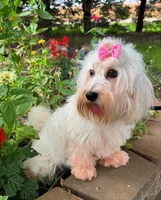 Jicca, a female Coton de Tulear for sale in Lyons, NE – Photo 4 of 7