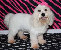 Jicca, a female Coton de Tulear for sale in Lyons, NE – Photo 7 of 7