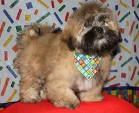 Gavin- Shih Tzu/Coton, a  Coton de Tulear and Shih Tzu for sale in Lyons, NE – Photo 4 of 9