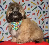 Gavin- Shih Tzu/Coton, a  Coton de Tulear and Shih Tzu for sale in Lyons, NE – Photo 2 of 9