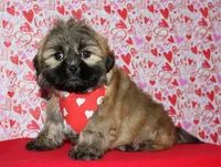 Gavin- Shih Tzu/Coton, a  Coton de Tulear and Shih Tzu for sale in Lyons, NE – Photo 7 of 9