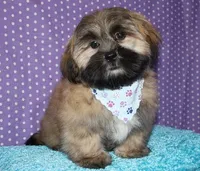 Gavin- Shih Tzu/Coton, a  Coton de Tulear and Shih Tzu for sale in Lyons, NE – Photo 5 of 9