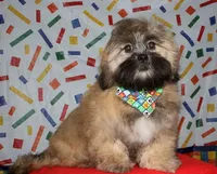 Gavin- Shih Tzu/Coton, a  Coton de Tulear and Shih Tzu for sale in Lyons, NE – Photo 1 of 9