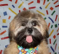 Gavin- Shih Tzu/Coton, a  Coton de Tulear and Shih Tzu for sale in Lyons, NE – Photo 3 of 9