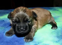 Gavin- Shih Tzu/Coton, a  Coton de Tulear and Shih Tzu for sale in Lyons, NE – Photo 9 of 9