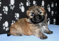 Gavin- Shih Tzu/Coton, a  Coton de Tulear and Shih Tzu for sale in Lyons, NE – Photo 8 of 9