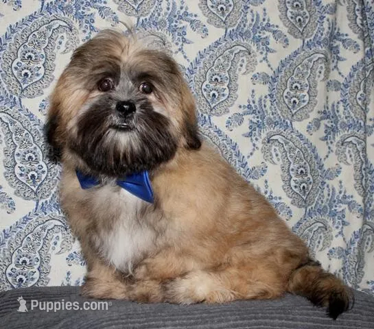Gavin- Shih Tzu/Coton – Coton de Tulear, Shih Tzu puppy for sale in Lyons, NE