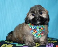 Gavin- Shih Tzu/Coton, a  Coton de Tulear and Shih Tzu for sale in Lyons, NE – Photo 6 of 9