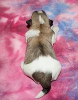 Sage, a female Coton de Tulear for sale in Lyons, NE – Photo 4 of 4