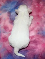 Odilia - Havaton, a female Havaton for sale in Lyons, NE – Photo 4 of 4