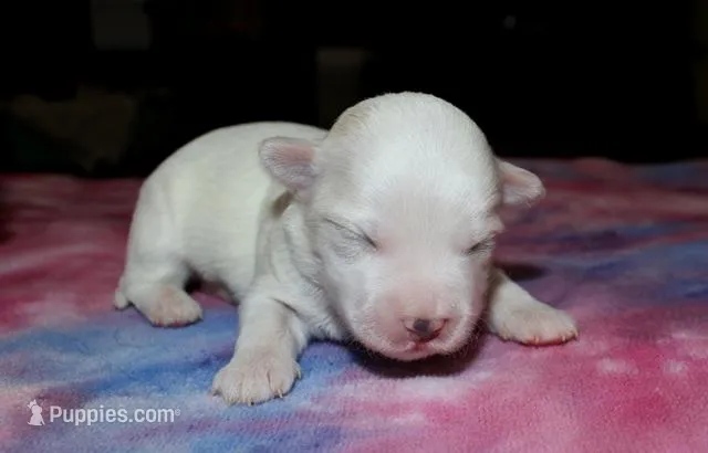 Odilia - Havaton – Havaton puppy for sale in Lyons, NE
