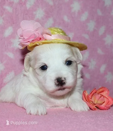 Odilia - Havaton – Havaton puppy for sale in Lyons, NE