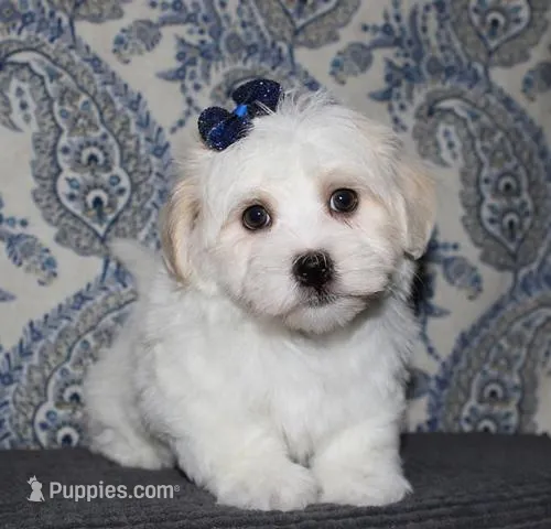 Odilia - Havaton – Havaton puppy for sale in Lyons, NE