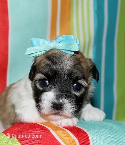 Lucy, a female Coton de Tulear for sale in Lyons, NE – Photo 1 of 9