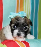 Lucy, a female Coton de Tulear for sale in Lyons, NE – Photo 1 of 9