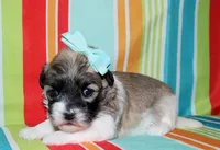 Lucy, a female Coton de Tulear for sale in Lyons, NE – Photo 2 of 9