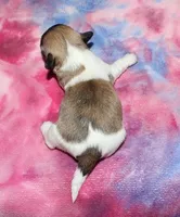 Lucy, a female Coton de Tulear for sale in Lyons, NE – Photo 5 of 9