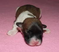 Lucy, a female Coton de Tulear for sale in Lyons, NE – Photo 8 of 9