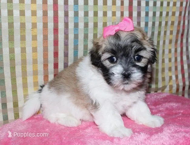 Lucy – Coton de Tulear puppy for sale in Lyons, NE