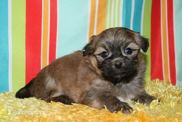 Rocky – Havaton puppy for sale in Lyons, NE