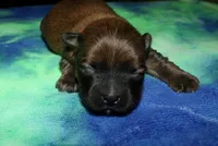 Rocky, a male Havaton for sale in Lyons, NE – Photo 2 of 8
