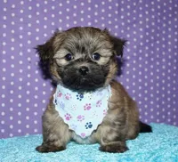 Rocky, a male Havaton for sale in Lyons, NE – Photo 4 of 10