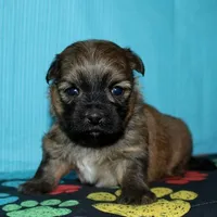 Rocky, a male Havaton for sale in Lyons, NE – Photo 7 of 10