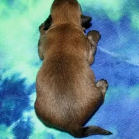 Rocky, a male Havaton for sale in Lyons, NE – Photo 10 of 10