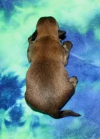 Rocky, a male Havaton for sale in Lyons, NE – Photo 4 of 8