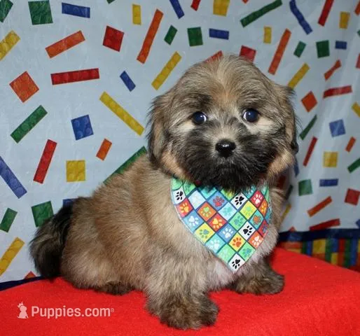 Rocky – Havaton puppy for sale in Lyons, NE