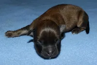 Rocky, a male Havaton for sale in Lyons, NE – Photo 7 of 8