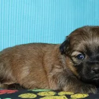 Rocky, a male Havaton for sale in Lyons, NE – Photo 8 of 10